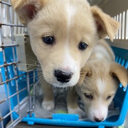 東京・世田谷区「子犬の譲渡会」