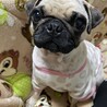 とても可愛い犬です