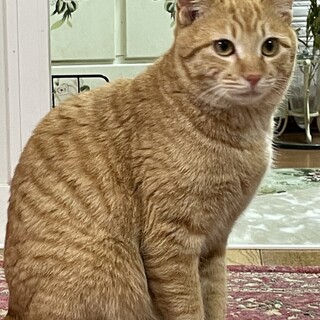 【手術済み】甘えん坊の茶トラちゃん