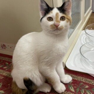 【三毛猫】ロンちゃん(=^x^=)