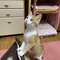 【茶トラ白】カンちゃん(=^x^=)