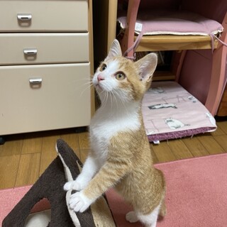 【茶トラ白】カンちゃん(=^x^=)