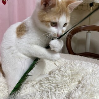 【茶トラ白】オトちゃん(=^x^=)