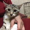 キジ白男の子　里親さん決定‼︎