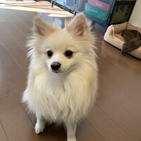 ちくわ