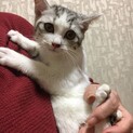 キジ白女の子　里親さん決定!