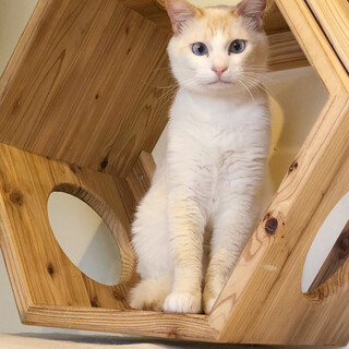 綺麗なブルーアイの【つぐみ】くん