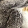 ベロ出しねんね