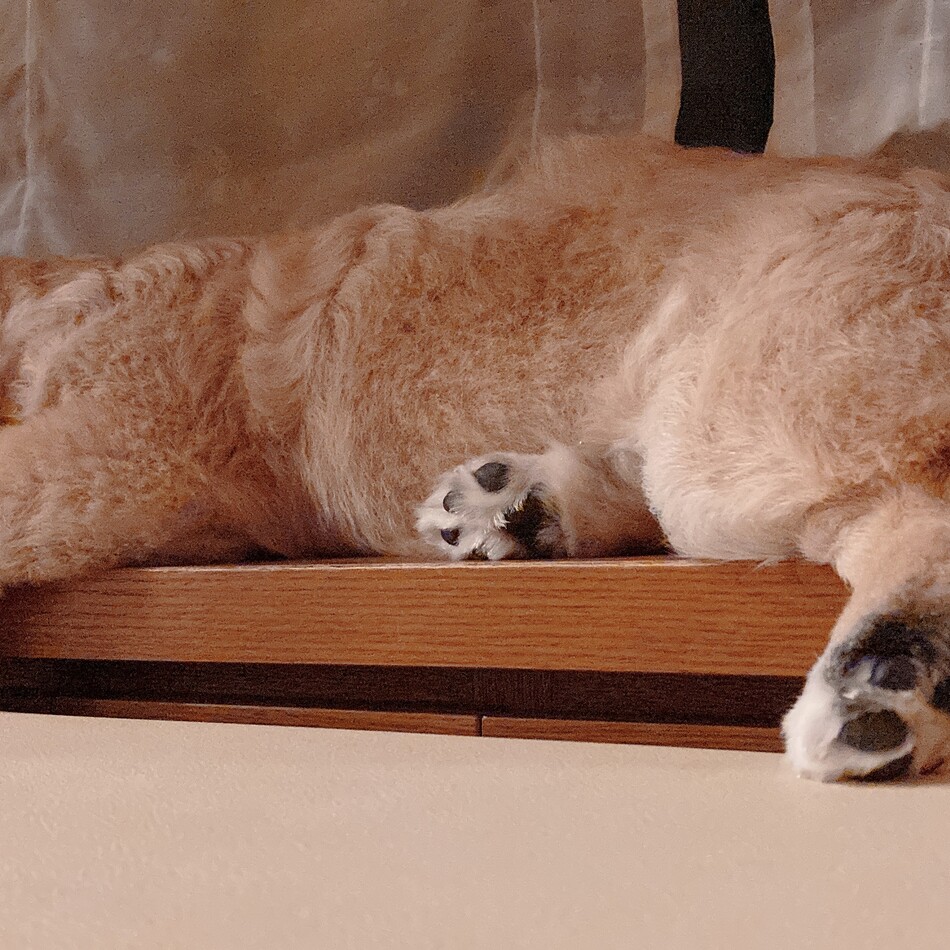 杢（もく）のカバー写真