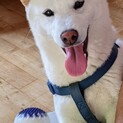 人懐っこい笑顔