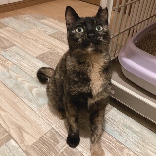 サビ猫サマンサ