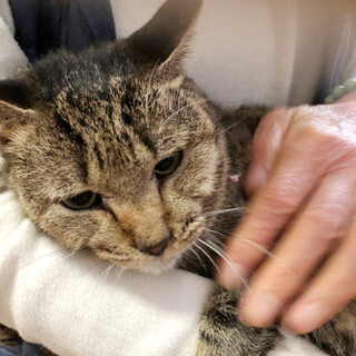 温厚であまえたのちぃちゃんです〜