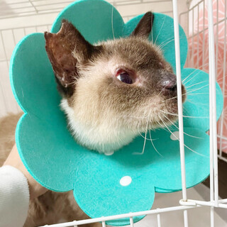 誰にでもスリスリ☆温厚で人がだいすきココアくん！