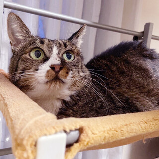 なでなでされるのがだいすき★あさひちゃんです！