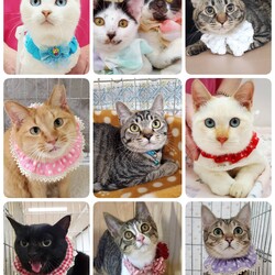 ねこざんまい譲渡会@東日本橋 サムネイル2