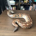ブラッドパイソン