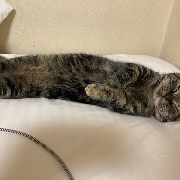 ヘソ天で寝ます。