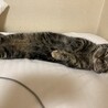 ヘソ天で寝ます。