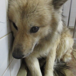 処分対象になります。収容期限2/2朝迄