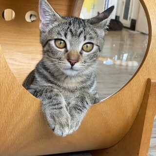 イケメンのんびりさん『ヤマト』