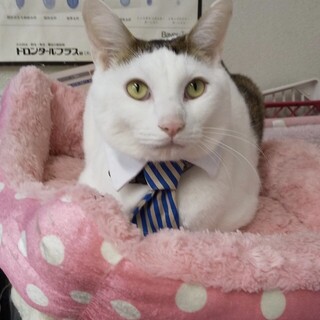 トムくん白茶♂保護猫