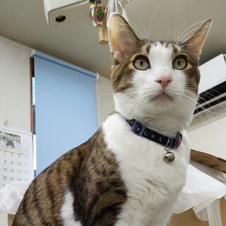 クルーズくん♂茶白　保護猫