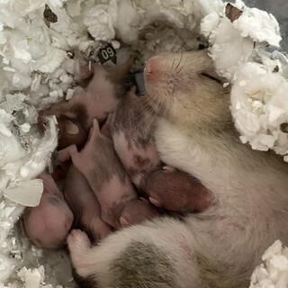 ゴールデンハムスターの赤ちゃん