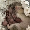 ゴールデンハムスターの赤ちゃん サムネイル1
