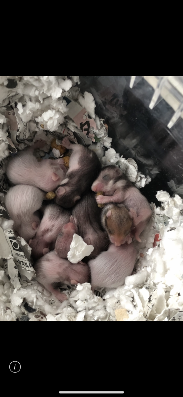 ゴールデンハムスターの赤ちゃん サムネイル2