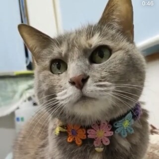 ランちゃん　交渉中