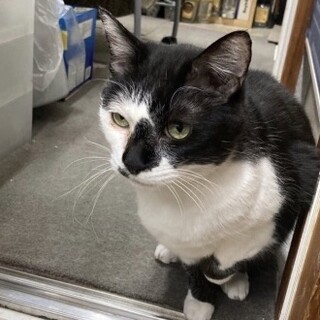 ユリちゃん　黒白♀