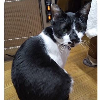 サムくん黒白♂掲載終了いたします