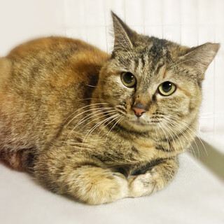 触り心地ふわふわ♪タヌキみたいな女の子 ２歳