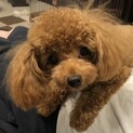 トイプードルの女の子１歳３ヶ月