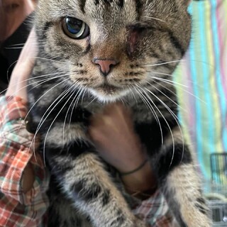 アメショー オス 政宗くん