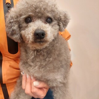 トイプードルのローズマリーちゃん