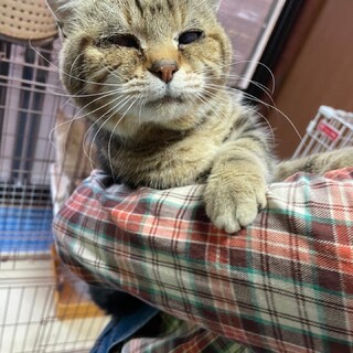 アメショー オス まるちゃん