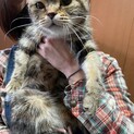 アメショー メス だーこ