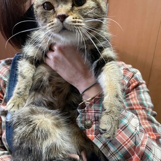 アメショー メス だーこ