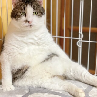 お迎えが来なかったキジ白ほしくん　絶賛里親募集中