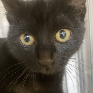 【小平市】ちゅーる大好き！黒猫のトラコちゃん