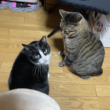 毎朝のトレーニングはプロレスψ(｀∇´)ψ昨日の晩どこいたの？？え〜と…朝の挨拶は殴り合い(^◇^;)
