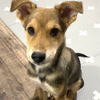 ミックスのこはくくん