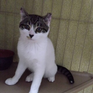 元気で懐こい　ハートちゃん