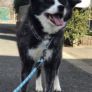 スマイルが可愛い秋田犬「叶葉」