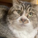 多頭飼い崩壊現場からの保護猫②キジ白つきくん　オス