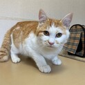 甘えん坊さん☆丸いお顔の茶白くん