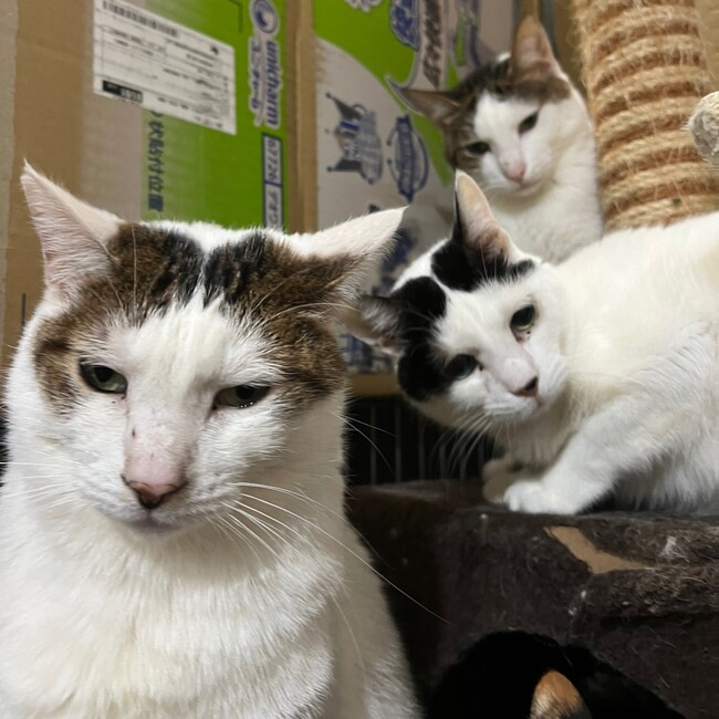 横浜本牧猫ハウスのカバー写真