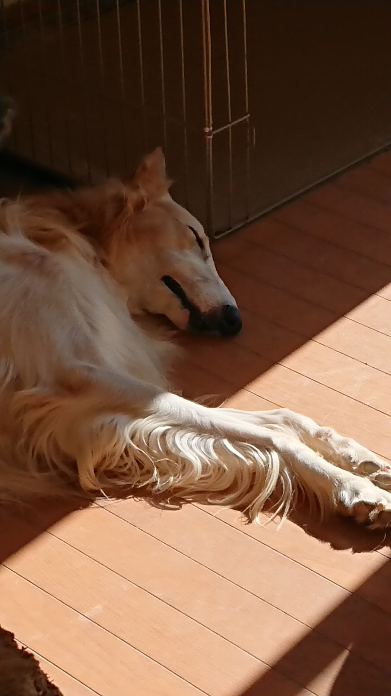 ボルゾイ 男の子 成犬 愛知県 犬の里親募集 ペットのおうち 月間利用者150万人