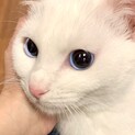 ブルーアイの甘えっ子の白猫イブ姫